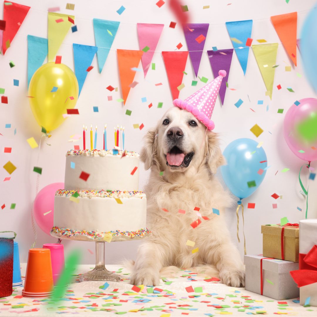 Dog birthday gifts best sale